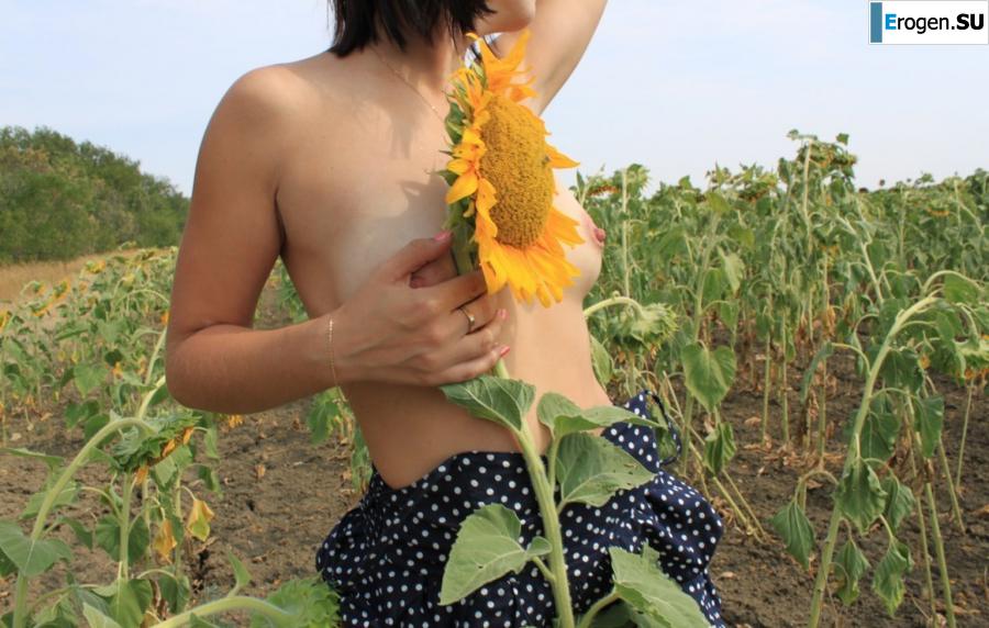 SUNFLOWERS. Photo 10