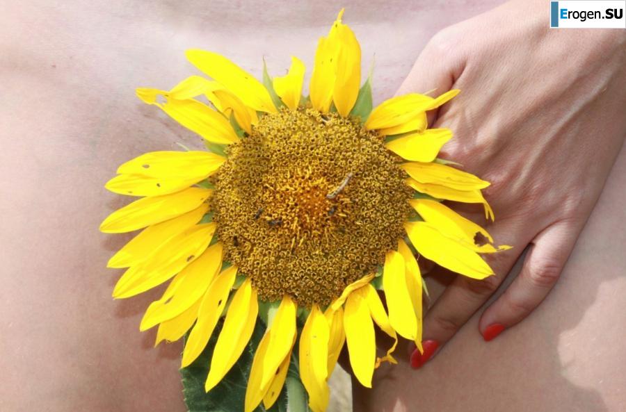 SUNFLOWERS. Photo 13