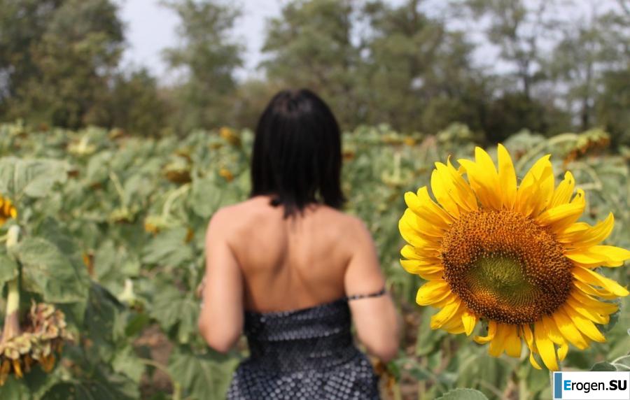 SUNFLOWERS. Photo 7