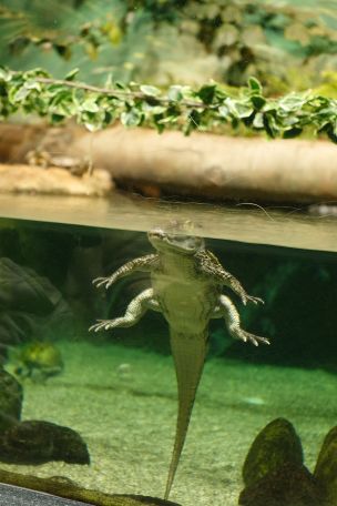 Ira Sedina in Night At The Aquarium. Эскиз 14
