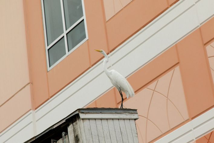 Debra Kenlow in Rare Bird Florida. Эскиз 10