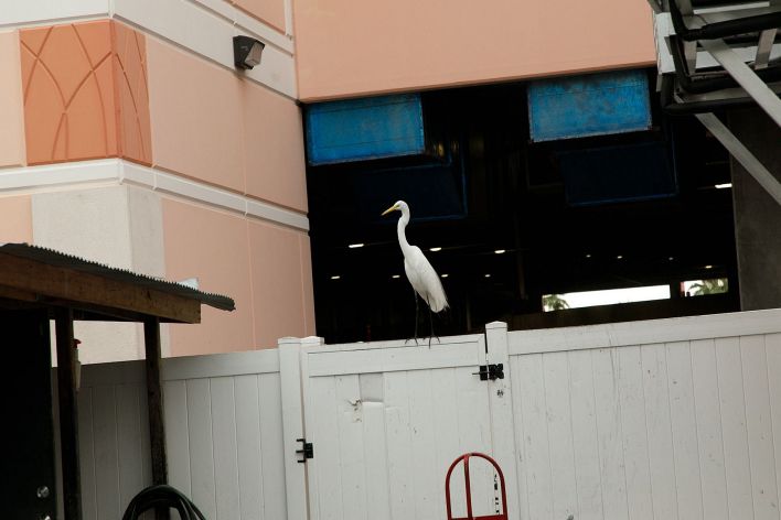 Debra Kenlow in Rare Bird Florida. Эскиз 4