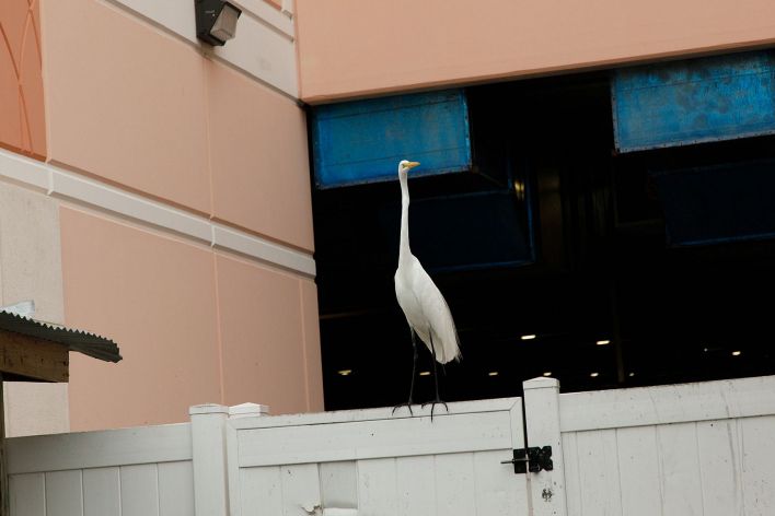 Debra Kenlow in Rare Bird Florida. Эскиз 5